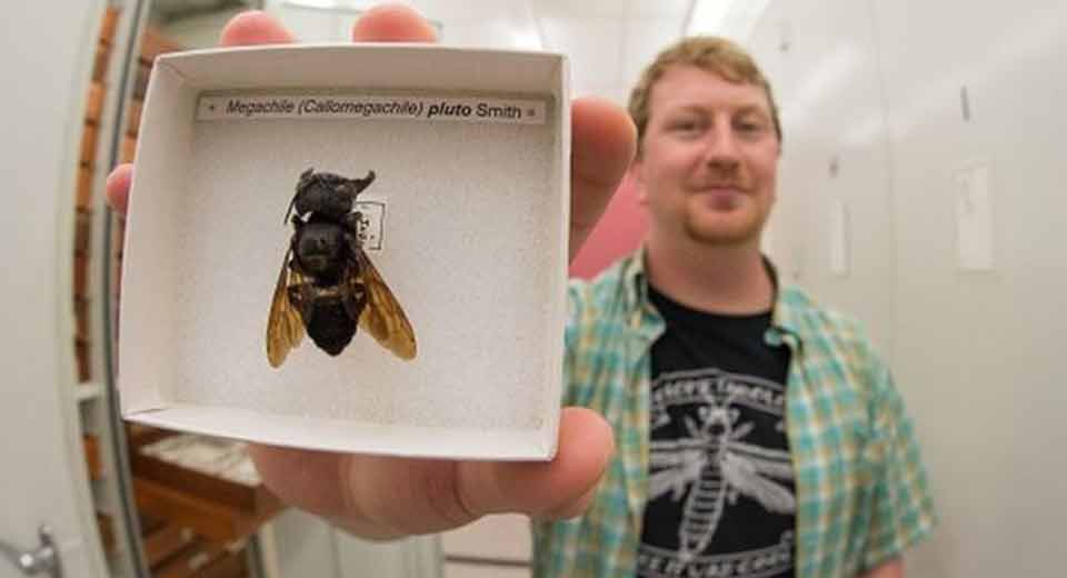 World's biggest bee found
