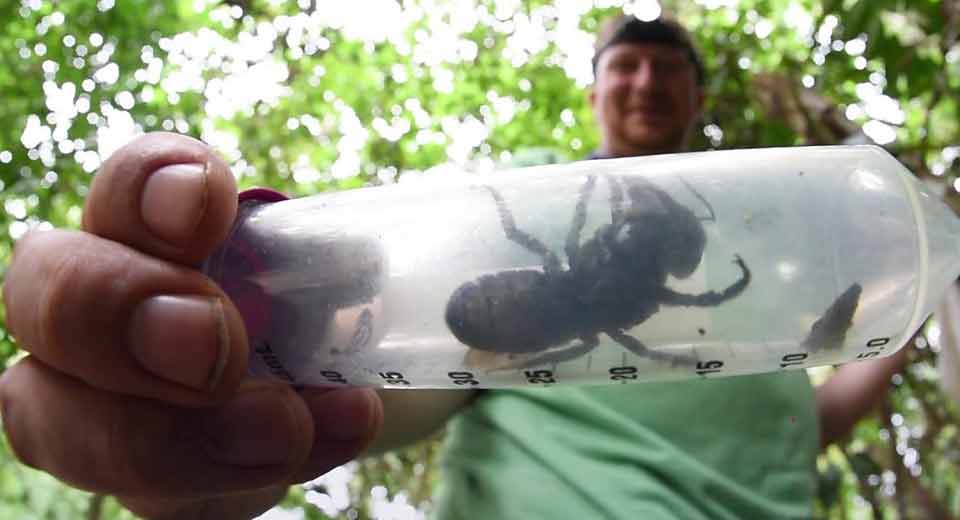 Wallace's Giant Bee