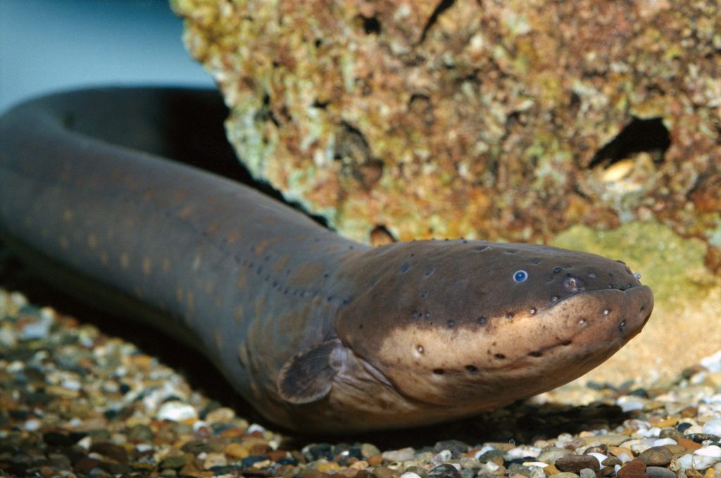 Electric Eel