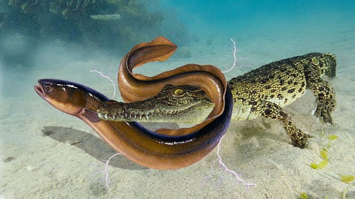 Electric eel fish vs crocodile