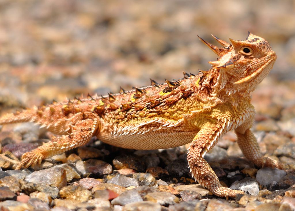 Horned lizard