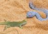 Dangerous-desert-Animals
