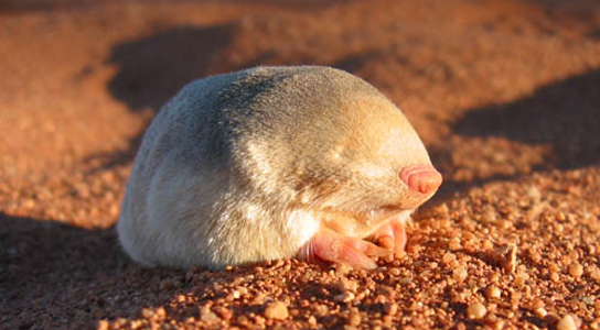 Golden Mole